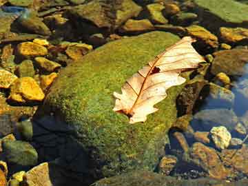 爱上海：The weeping willows by the lake are reflected in the clear waves