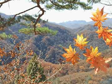 爱上海：True and mysterious： Unveil the autumnal veil of Shanghai's backyard!